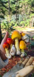 Đồi cỏ Hồng Đà Lạt – Khung trời mơ mộng cùng sương sớm nắng vàng